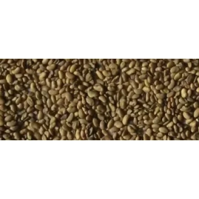 Sinooke Divo — alfalfa