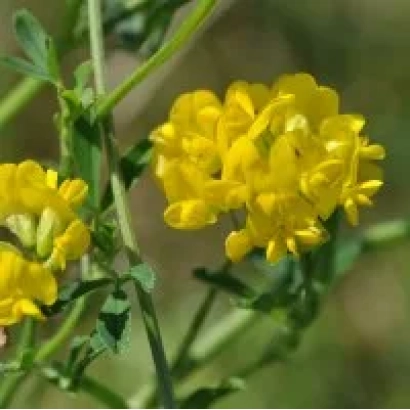 Yellow alfalfa flowers on green stems - TULUN HYBRID ALFALFA