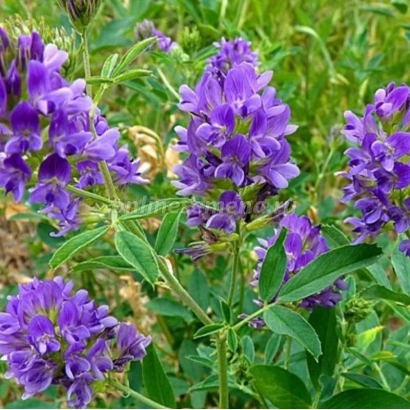 Цветущая люцерна на фоне зелёной листвы - ВЕГА 87