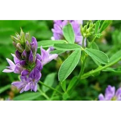 Цветущая люцерна ВЕРА на зеленом фоне