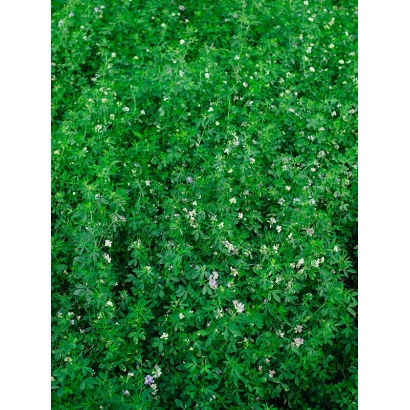 Зелена поляна люцерни Вікторія