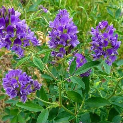 Кущ люцерни з фіолетовими квітами - Вінничанка / Вінничанка