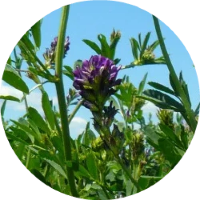 Цветущая люцерна на фоне голубого неба - ВОРОНЕЖСКАЯ 6