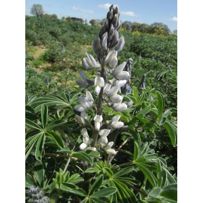 Field of lupine with a large flower in the foreground - AMIGA
