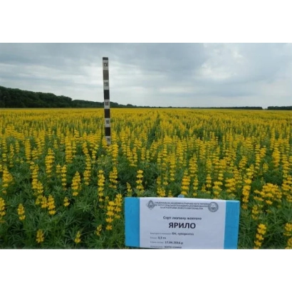 Field sign with text YARIL on background of yellow lupine - Yarilo