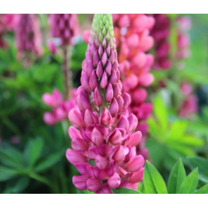 Pink lupine against green foliage - Avrora