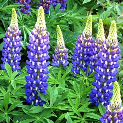 Photo of blooming lupine on green background - Honeysuckle