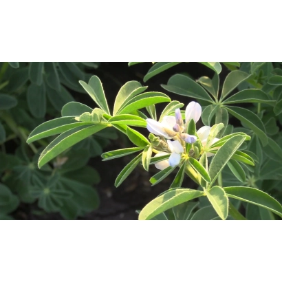 Цветущий люпин БЕЛОРОЗОВЫЙ 144 на фоне зелени