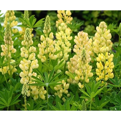 Жовті квіти люпину на зеленому фоні - БРЯ́НСЬКИЙ КОРМОВИЙ