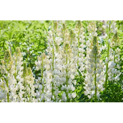Field of white lupine - Bulat