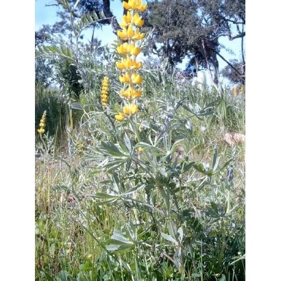 Жёлтый люпин на поле - Дарунок Полисся