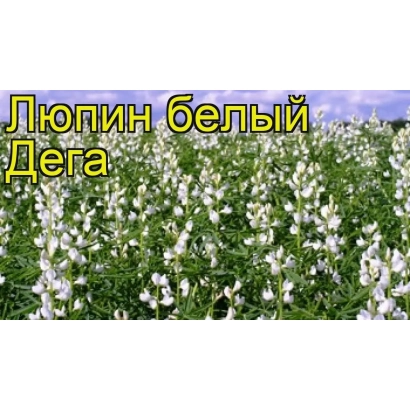 Field of white lupine with text Lupin white Dega