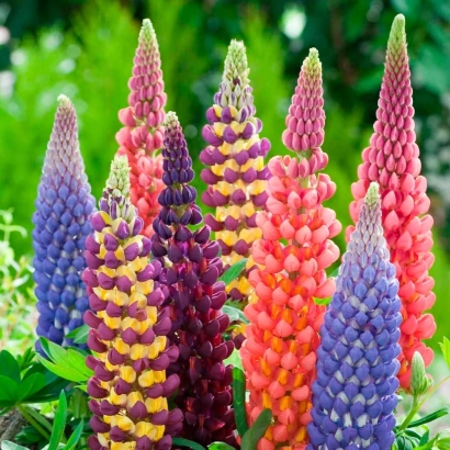 Фотография цветущего люпина разных цветов на зеленом фоне - ДЕКО 2