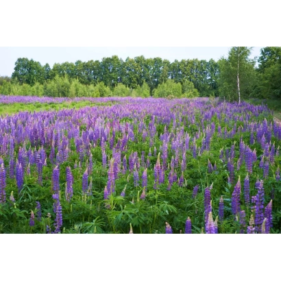 Поле люпина Деснянский