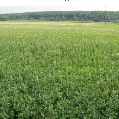 Field of Lupin DICAF 14