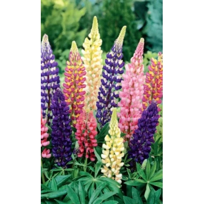 Blooming lupine of various colors against green foliage - Fakel