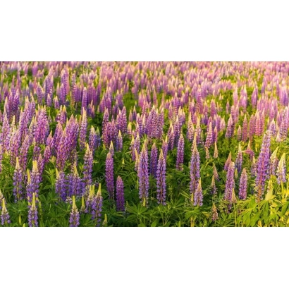 Поле люпина Фиодоровский - Фёдоровский