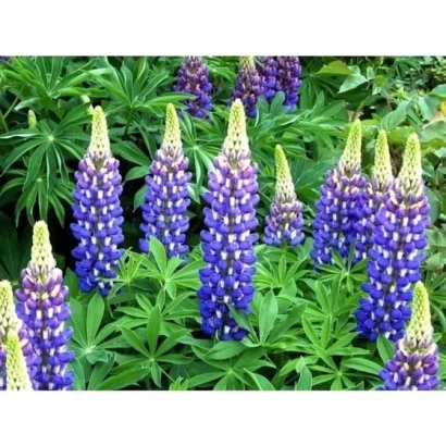 Photo of blooming lupine against green foliage - GRENADE