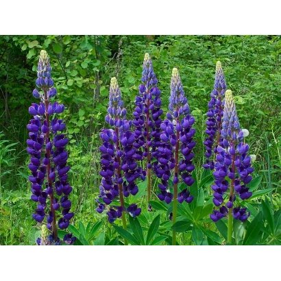 Поле з фіолетовими люпинами - Лідер