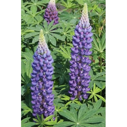 Квітучий люпин фіолетового кольору на зеленому фоні - Макарівський