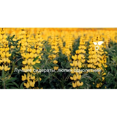 Поле жёлтого люпина с текстом Лучший сидерат, люпин однолетний - Мотив 369