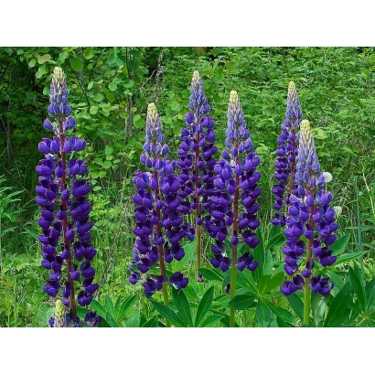 Blue lupine flowers against a green leafy background - OLIGARCH