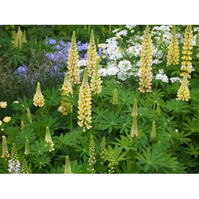 Blooming yellow and white lupine on green background - Olymp