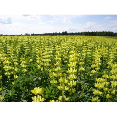 Field of lupine Progressivnyi under the sky