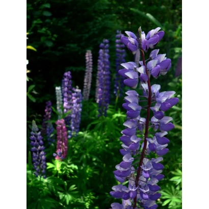 Фотография фиолетовых люпинов на зеленом фоне - Луч