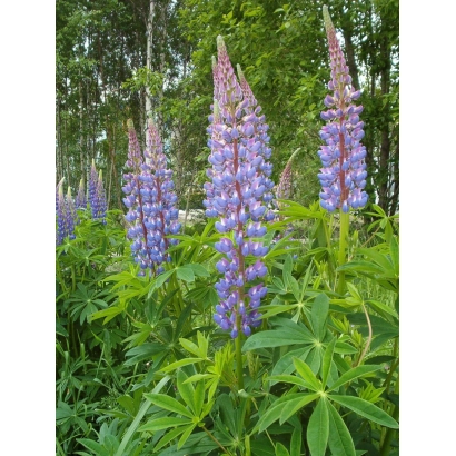 Полеві квіти люпин райдушний на фоні лісу - Райдужний