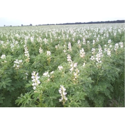 Поле люпину в квітці - Щедрий 50