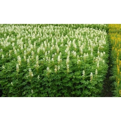 Field of SIDERAT 38 lupine in bloom