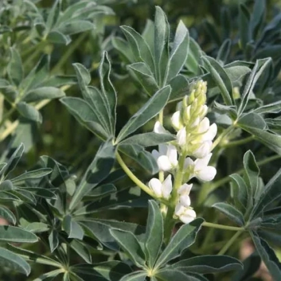 White lupine flower against green leaves - SIDERAT 46