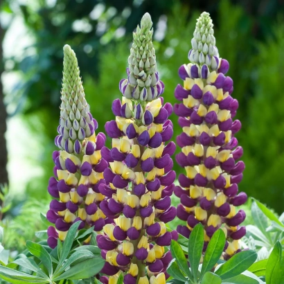 Blooming lupine with purple-yellow flower spikes against green foliage