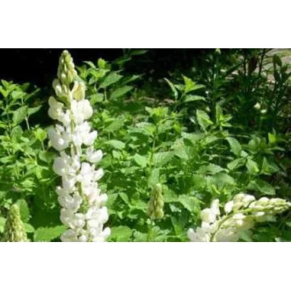White lupine flower spikes against green foliage - SNYEGYETY
