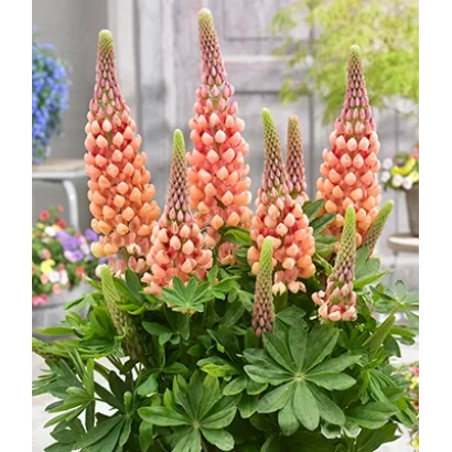 Цветущий люпин розово-оранжевого цвета на фоне сада - Старт