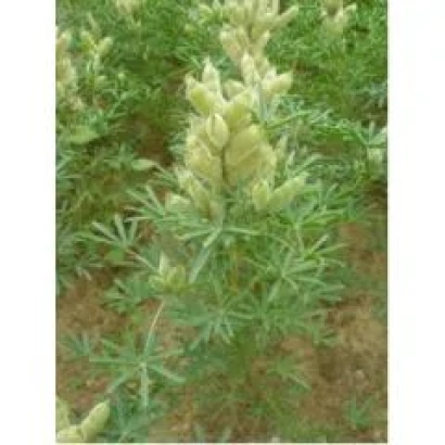 Lupine plant in field - Julian