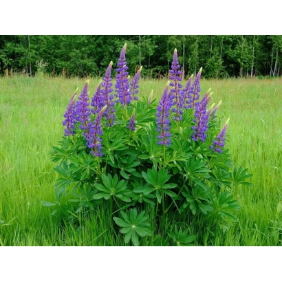 Lupine bush with purple flowers in a green field - Starry