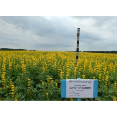 Поле люпину з табличкою Золотий Купол