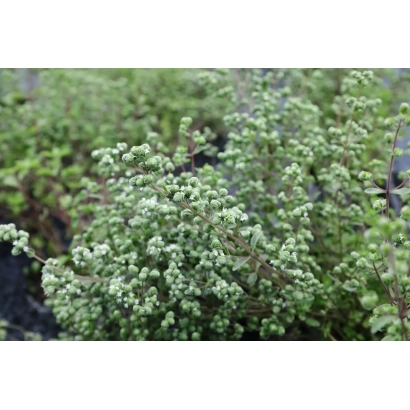 Растение майоран на грядке - МАССАНДРА