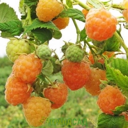 Fresh raspberries on a branch - Apricot
