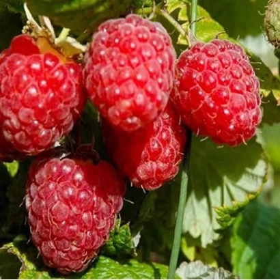 Свежая малина на ветке - Алая Россыпь