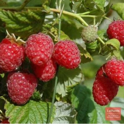 Close-up of raspberries on a branch with green leaves - AMURCHANKA