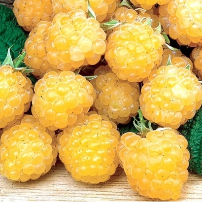 Желтые малиновые ягоды на деревянной поверхности - Янтарная