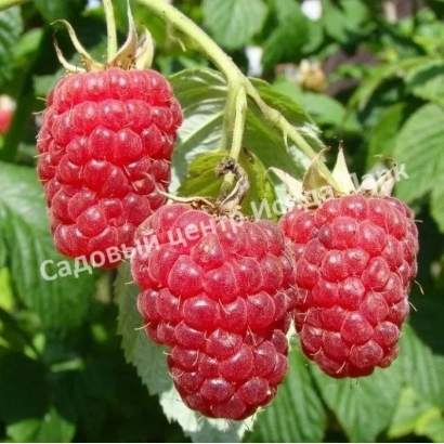 Close-up of Arisha raspberry berries on a branch