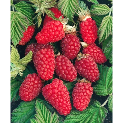 Close-up of fresh raspberries on green leaves - BABSHE LETO 2