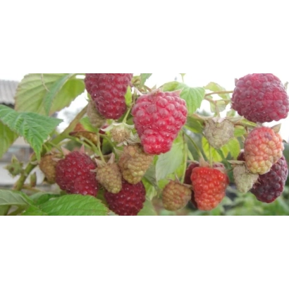 Крупный план малины на ветке с зелеными листьями - БАБЬЕ ЛЕТО