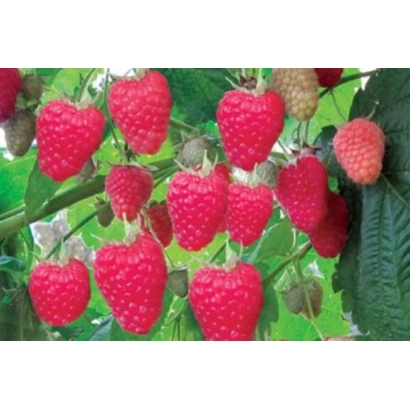 Fresh raspberries on a branch - Velvet