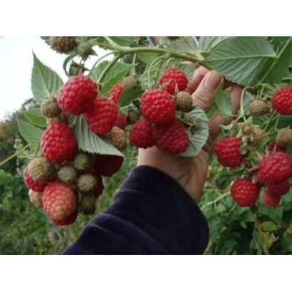 Кисти малины на ветке с рукой, собирающей ягоды - Барнаульская