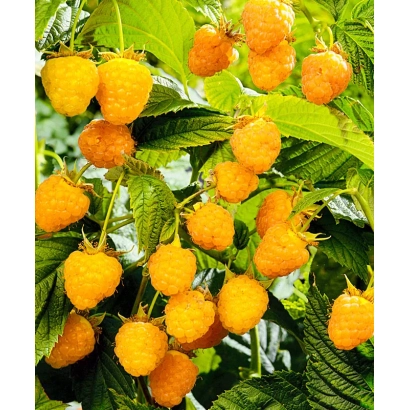 Спелые ягоды малины Беглянка на ветке